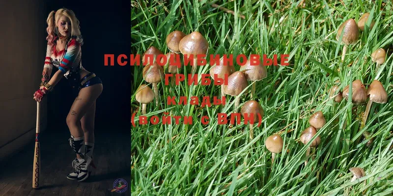 Псилоцибиновые грибы MAGIC MUSHROOMS  Лобня 